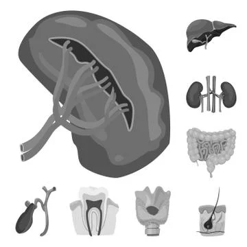 Vector design of body and human icon. Collection of body and medical stock Illustrazione stock