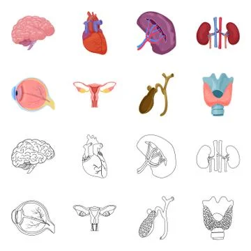 Vector design of body and human sign. Set of body and medical stock vector イラスト素材