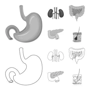Vector design of body and human icon. Collection of body and medical vector icon Stock Illustration