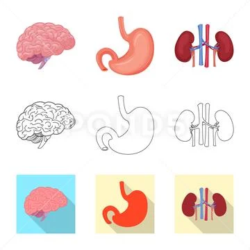 Vector design of body and human symbol. Collection of body and medical stock Stock Illustration
