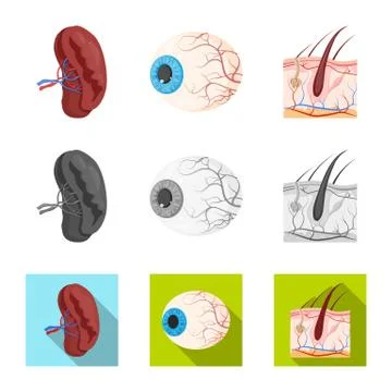 Vector design of body and human sign. Collection of body and medical stock Stock Illustration