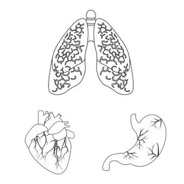Vector design of body and human sign. Set of body and medical vector icon for Stock Illustration