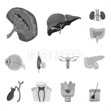 Vector design of body and human logo. Set of body and medical stock vector Stock Illustration