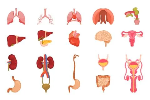 Vector design of body and human symbol. Set of body and medical stock symbol Stock Illustration