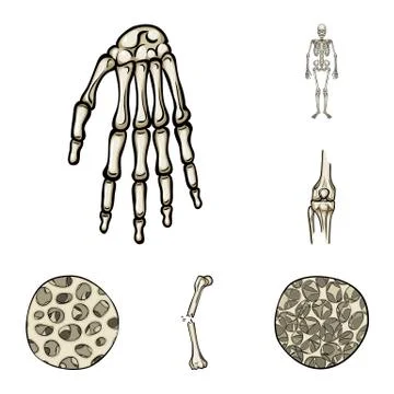 Vector design of bone and skeleton logo. Set of bone and human stock symbol for Stock Illustration