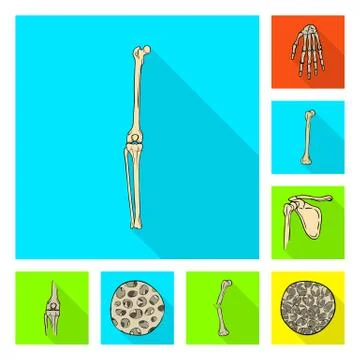 Vector design of bone and skeleton icon. Set of bone and human stock vector Stock Illustration