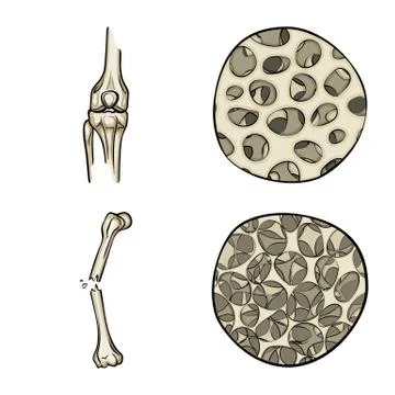 Vector design of bone and skeleton sign. Set of bone and human stock vector Stock Illustration