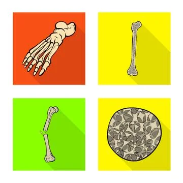 Vector design of bone and skeleton icon. Collection of bone and human stock Stock Illustration