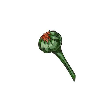 Vector design element of unopened calendula bud. Ideal for health and beauty. Stock Illustration