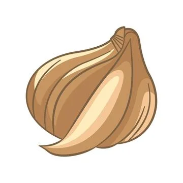 Vector Design of Garlic Cloves Spice Food Vegetable 스톡 일러스트