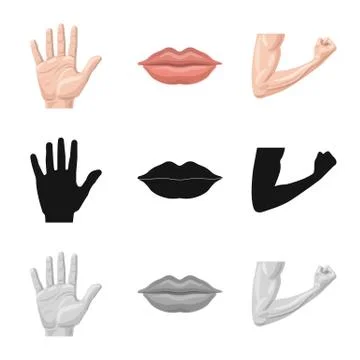 Vector design of human and part icon. Set of human and woman vector icon for Stock Illustration