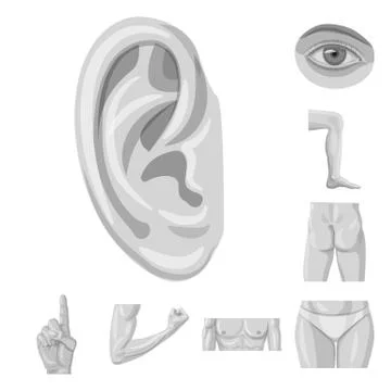 Vector design of human and part icon. Set of human and woman stock symbol for Stock-Illustration