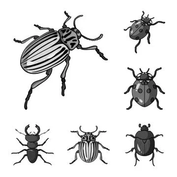 Vector design of insect and beetle icon. Set of insect and halloween stock Stock Illustration