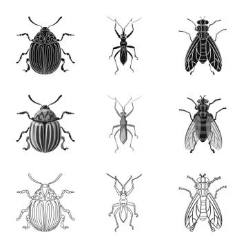 Vector design of insect and fly symbol. Set of insect and element stock vector Stock Illustration