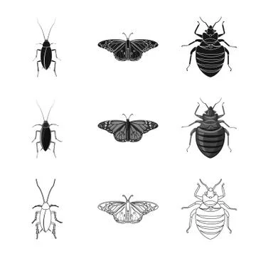 Vector design of insect and fly sign. Collection of insect and element stock Stock Illustration