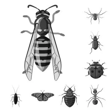 Vector design of insect and fly symbol. Set of insect and element vector icon Illustrazione stock