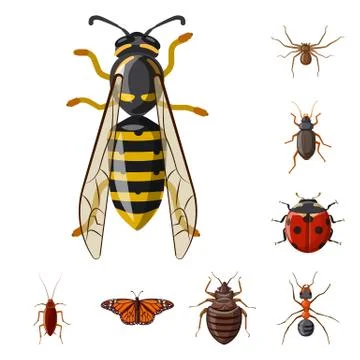 Vector design of insect and fly symbol. Set of insect and element stock vector Illustrazione stock