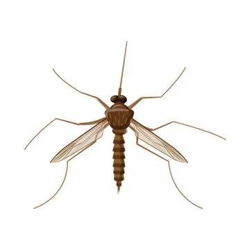 Vector design of insect and fly icon. Collection of insect and element stock Stock Illustration