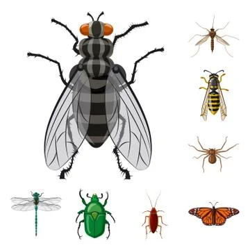 Vector design of insect and fly sign. Set of insect and element stock vector Illustrazione stock