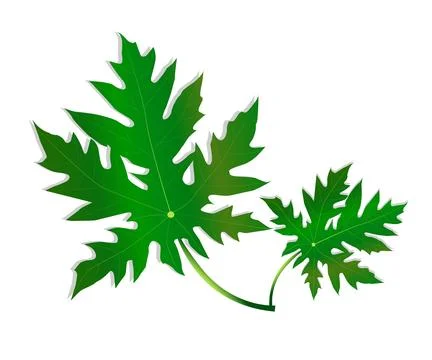 Vector design of Papaya leaves on white background Stock Illustration