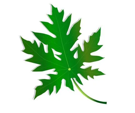Vector design of Papaya leaves on white background Stock Illustration