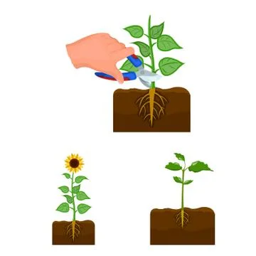 Vector design of plant and bean sign. Set of plant and process stock vector Stock Illustration