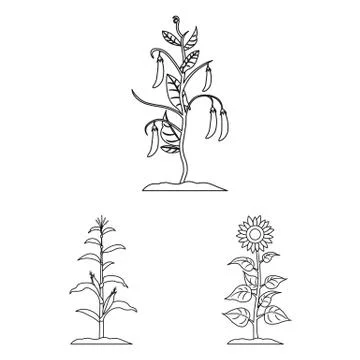 Vector design of plant and bean logo. Set of plant and process vector icon for Stock Illustration