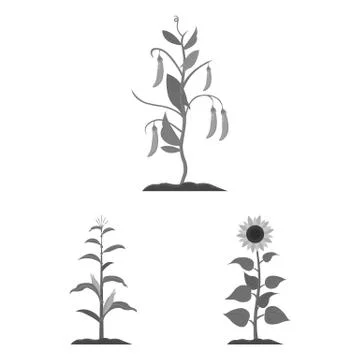 Vector design of plant and bean sign. Set of plant and process stock vector Stock Illustration
