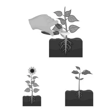 Vector design of plant and bean icon. Set of plant and process vector icon for Illustrazione stock