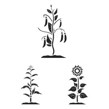 Vector design of plant and bean icon. Collection of plant and process stock Stock Illustration