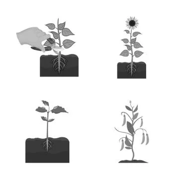 Vector design of plant and bean sign. Set of plant and process stock vector Illustrazione stock