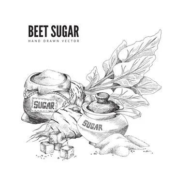 Vector design of poster with beet sugar, natural food sweetener. イラスト素材