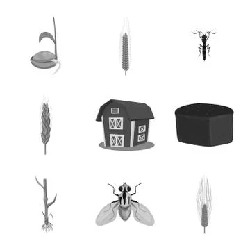 Vector design of rye and plant  icon. Set of rye and corn stock symbol for web. Stock Illustration