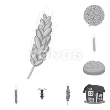 Vector design of rye and plant logo. Collection of rye and corn vector icon for Stock Illustration