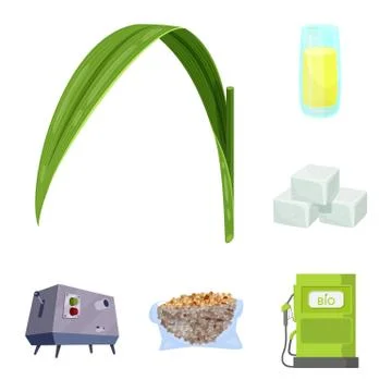 Vector design of sugarcane and cane sign. Collection of sugarcane and field Stock Illustration