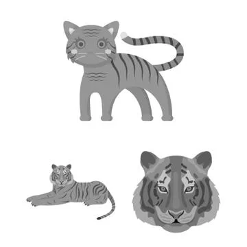 Vector design of tiger and asian sign. Collection of tiger and tattoo vector Stock Illustration