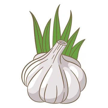 Vector Design of Whole White Garlic Spice Food Vegetable with Green Leaves Stock Illustration