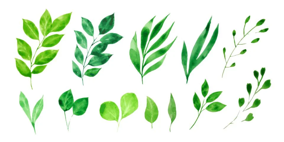 Vector designer elements collection of green foliage natural leaves herbs 库存插图
