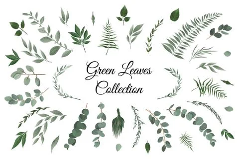 Vector designer elements set collection of greeng leaves herbs in watercolor Stock Illustration