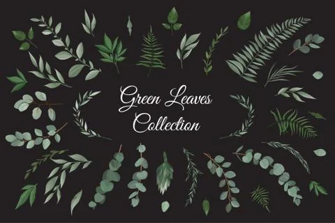 Vector designer elements set collection of greeng leaves herbs in watercolor Stock Illustration