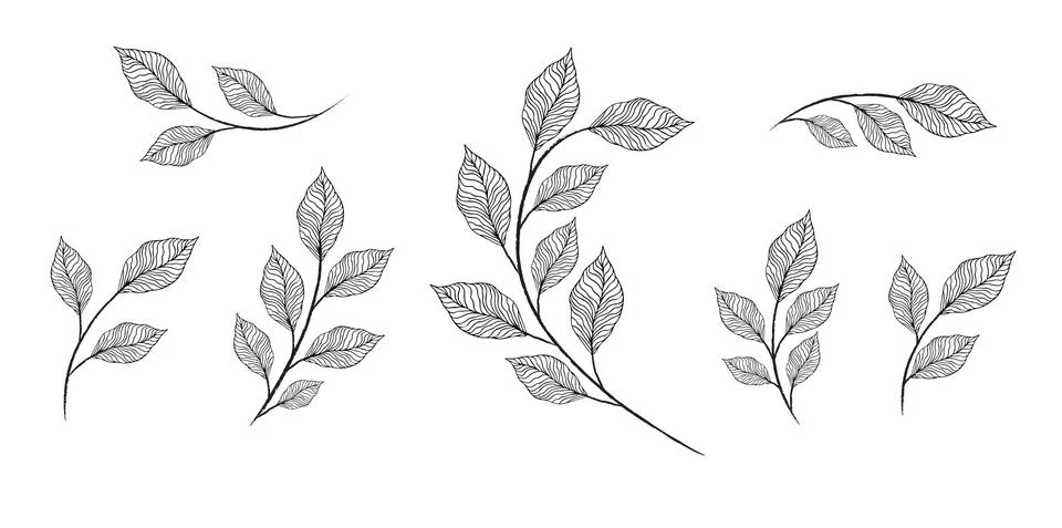 Vector designer elements set collection of greeng leaves herbs Illustrazione stock