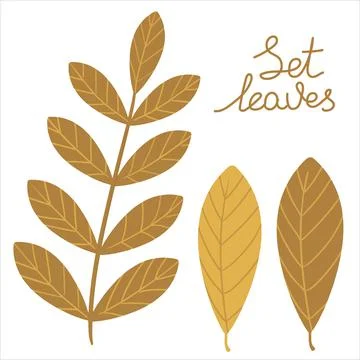 Vector designer elements set collection of gold forest fern, art foliage natu Stock Illustration