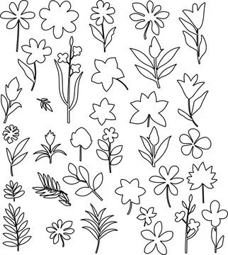 Vector designer elements set collection of forest fern, tropical eucalyptus.. Stock Illustration