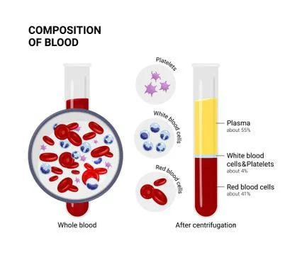 Vector diagram of blood composition. Educational illustration. Test tube Stock Illustration