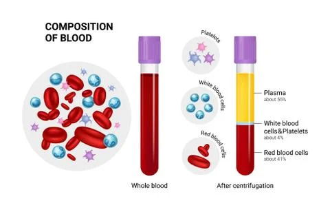 Vector diagram of blood composition. Educational illustration. Test tube Stock Illustration