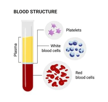 Vector diagram of blood composition. Stock Illustration