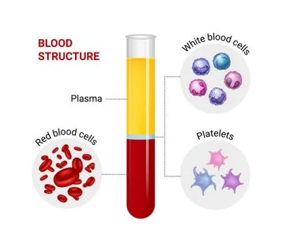 Vector diagram of blood composition. Stock Illustration