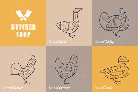 Vector diagram cut carcasses chicken, turkey, goose, duck. Stock Illustration