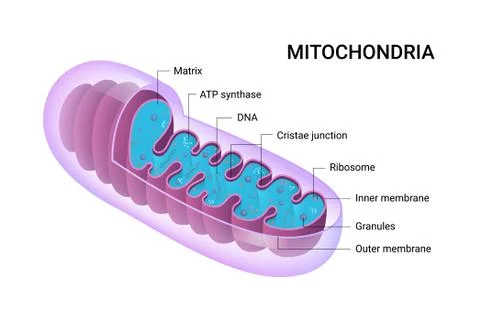 Vector diagram of Mitochondria. Cross-section view. Medical infographics. Stock Illustration