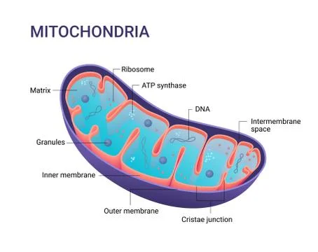 Vector diagram of Mitochondria. Cross-section view. Medical infographics. Stock Illustration